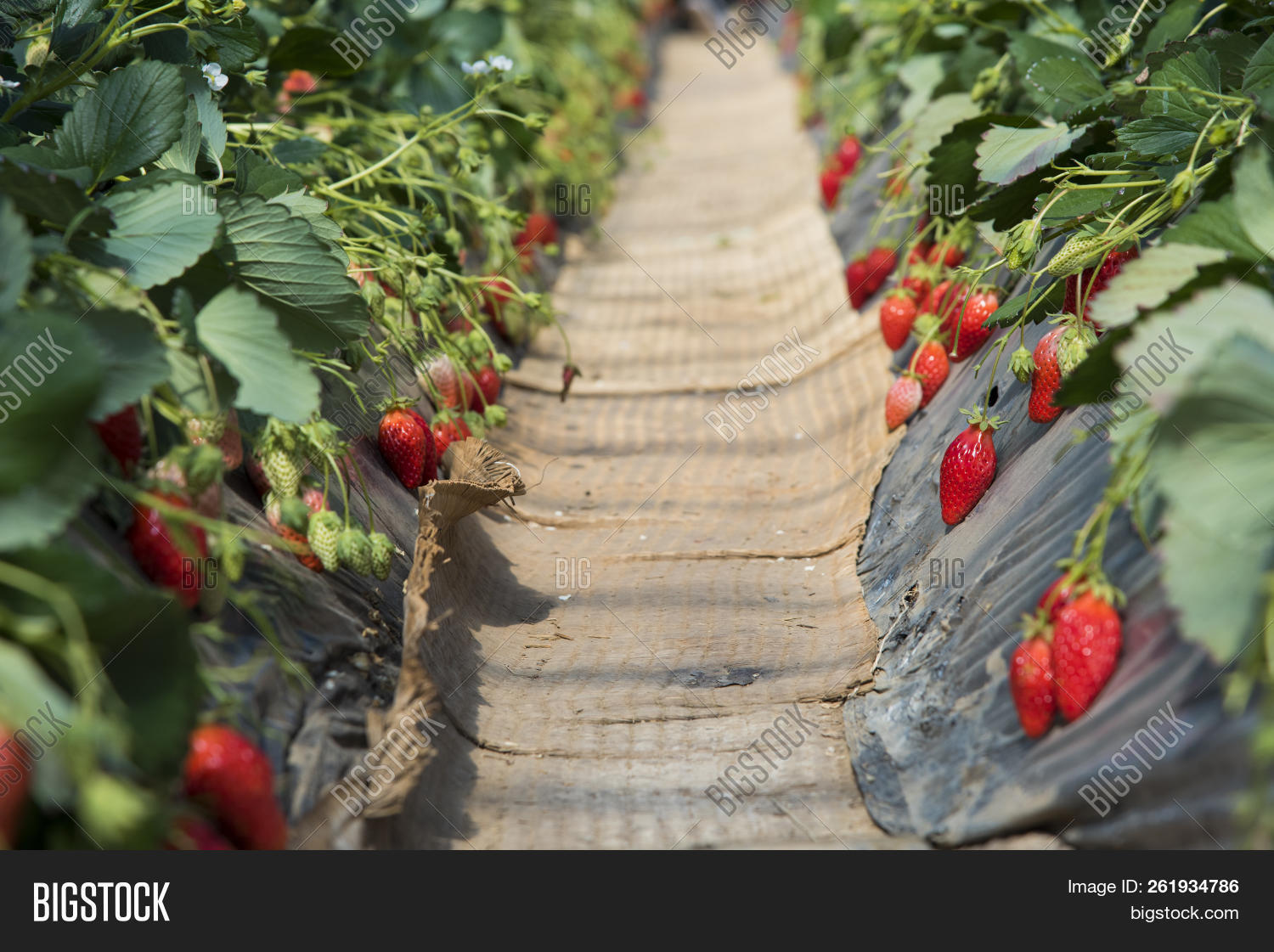 Strawberry Farm Image & Photo (Free Trial) Bigstock