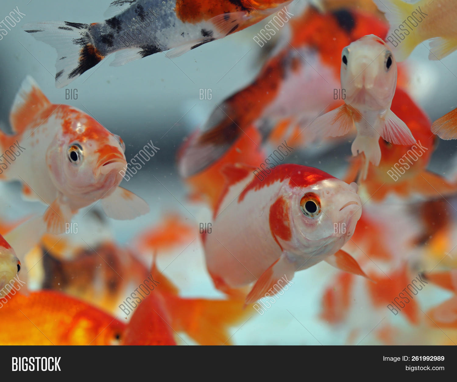 Many Big Goldfish Image Photo Free Trial Bigstock