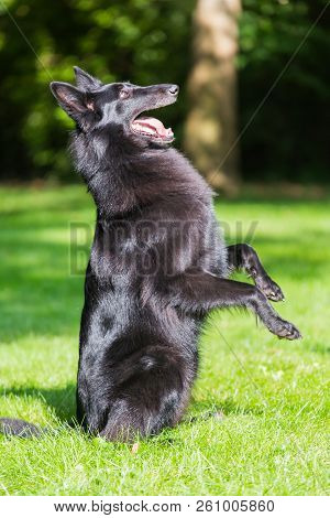 Beautiful Groenendael Dog Puppy Running In Spring Nature. Black Belgian Shepherd Agility Training Ou