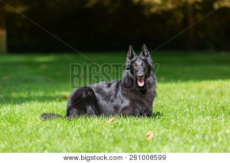 Beautiful Groenendael Dog Puppy Running In Spring Nature. Black Belgian Shepherd Agility Training Ou
