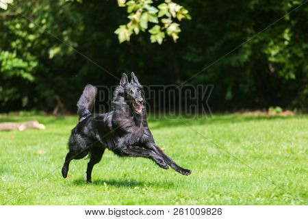 Beautiful Groenendael Dog Puppy Running In Spring Nature. Black Belgian Shepherd Agility Training Ou