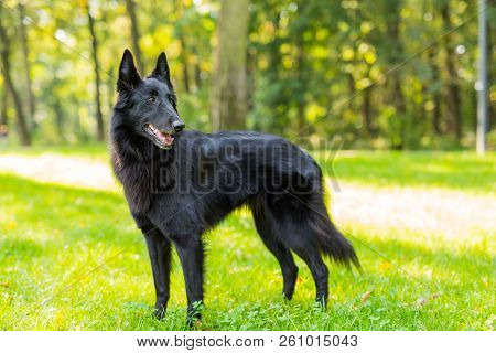 Beautiful Fun Groenendael Dog Puppy Waiting. Black Belgian Shepherd Groenendael Autumn Portrait