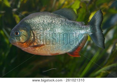 The Red Piranha (pygocentrus Nattereri), A Predatory Fish From South America