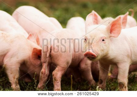 Animal Group Of Cute Pink Little Pigs On Grass, Agricultural Pig Breeding Concept.