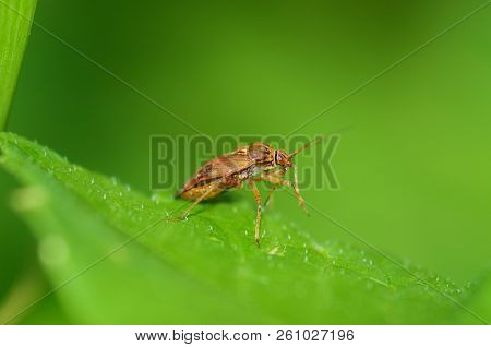 The Bedbug Sits On A Leaf.in The Morning The Grass Is Covered With Dew.