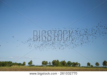 Starlings And Lapwings Ready For Migration Over The Field. Flock Of Birds Flying To South In Autumn.