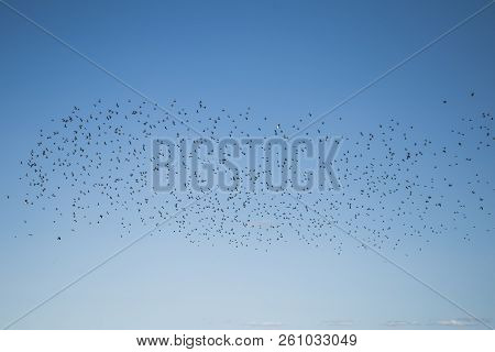 Starlings And Lapwings Ready For Migration Over The Field. Flock Of Birds Flying To South In Autumn.