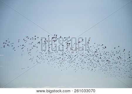 Starlings And Lapwings Ready For Migration Over The Field. Flock Of Birds Flying To South In Autumn.
