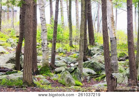 A Rocky Trail Leading Through A White Birch And Hemlock Forest At Burr Pond State Park In The Spring