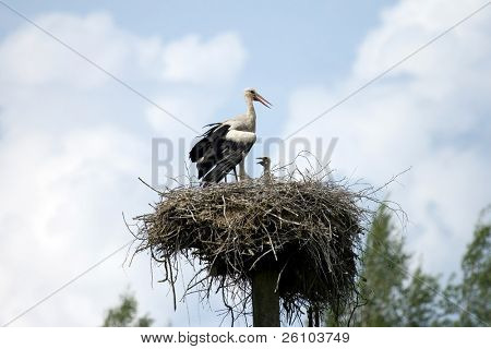 Beautiful stork with fledgelings
