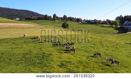 Catlle Herd Grazing On Mountain Pasture, Aerial Footage, Rural Scene, High Angle, Ecological Agricul