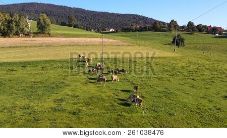 Catlle Herd Grazing On Mountain Pasture, Aerial Footage, Rural Scene, High Angle, Ecological Agricul