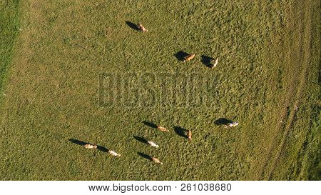 Catlle Herd Grazing On Mountain Pasture, Aerial Footage, Rural Scene, High Angle, Ecological Agricul