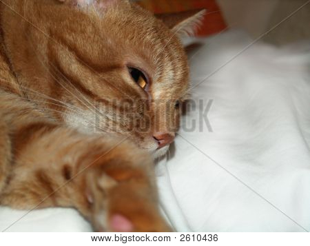 キール猫