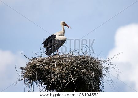 Beautiful stork with fledgelings