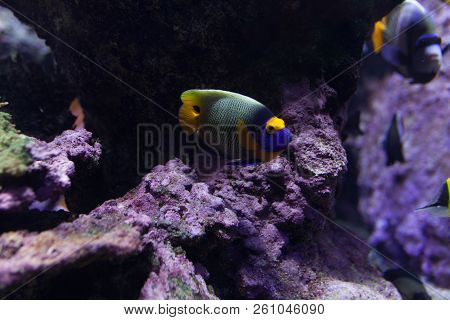 Tropical Fish With Corals And Algae In Blue Water. Beautiful Background Of The Underwater World