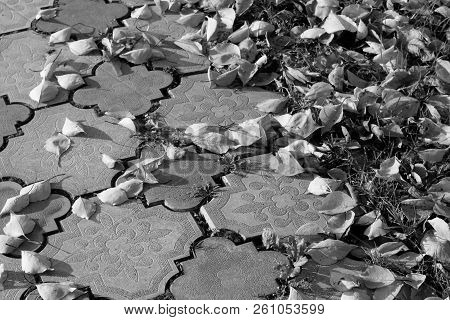 Fallen Orange Leawes On Walkway Stones In Black And White. Seasonal Background For Wallpaper Or Desi