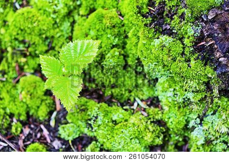 New Saplings And Moss Growing In Torrington Connecticut Burr Pond State Park In Springtime.