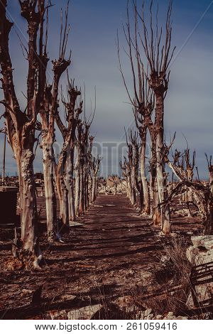 Road Of Dry Trees In The City Of Epecuen.