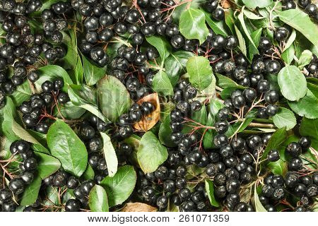 Chokeberry, Aronia. Herbs For Use In Alternative Medicine, Phytotherapy, Spa, Herbal Cosmetics. Prep