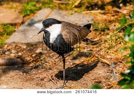 Spur-winged Lapwing Spur-winged Plover Vanellus Spinosus Red Eye