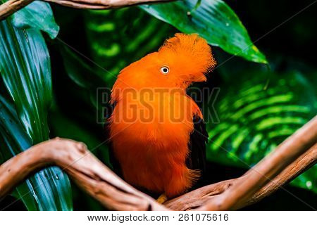Orange Feathers Male Andean Cock Of The Rock Bird Rupicola Peruvianus National Bird Of Peru