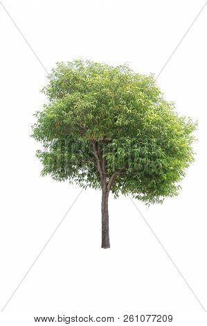 Closeup  Bullet Wood (mimusops Elengi Linn) Tree Isolated On White Background