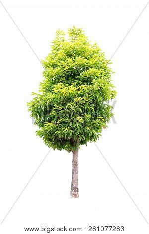 Closeup  Bullet Wood (mimusops Elengi Linn) Tree Isolated On White Background