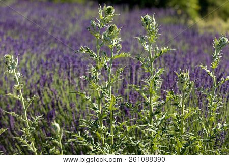 The Flourishing Lavender And Yellow Star-thistle Flowers