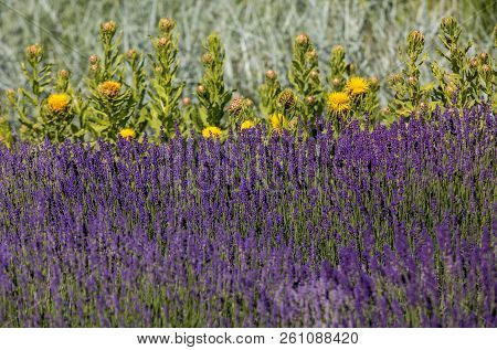 The Flourishing Lavender And Yellow Star-thistle Flowers