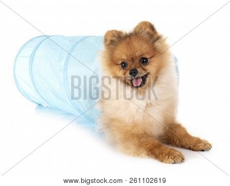 Puppy Pomeranian In Front Of White Background