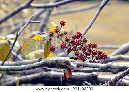 Autumn Scene, Wild Blackberries And Leafless Branches In The Uk