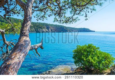 The Scenic Mediterranean Seascape Of Northern Harbor With Trank Of Old Curved Pine Tree On The Foreg