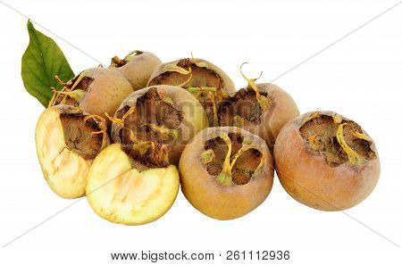 Freshly Picked Medlar Fruit, At This Stage The Fruit Are Hard And Acidic But Become Edible After The