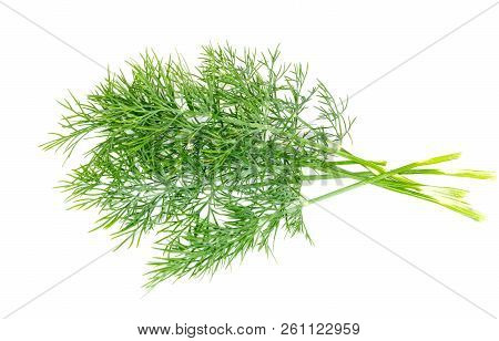 Dill. Dill Branch On White Background. Ingredients For Cooking. Spices And Herbs For The Kitchen