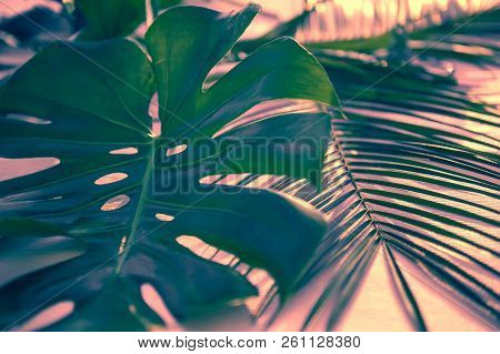 Dark Green Leaves Of Monstera Or Split-leaf Philodendron Monstera Deliciosa The Tropical Foliage Pla