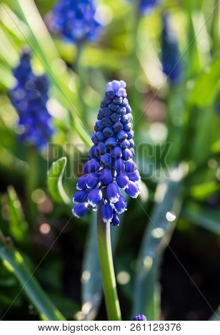 Muscari. Blue Spring Flowers