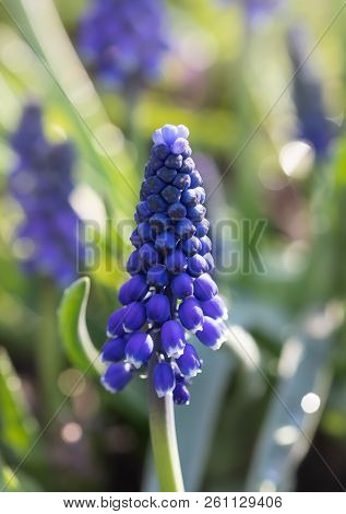 Muscari. Blue Spring Flowers