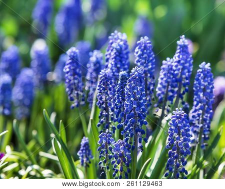 Muscari. Blue Spring Flowers