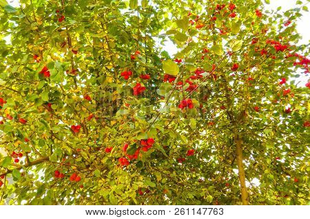 Red Ranet. Background Of Red Ranet. A Bunch Of Red Ranet On A Branch.