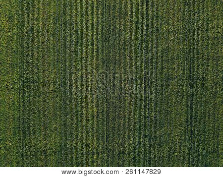 Aerial View Of Cultivated Sweetcorn Plantation, Top View From Drone Pov