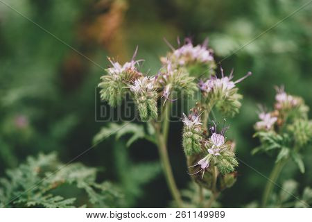 Phacelia Tanacetifolia Is An Annual Herb Also Known As Lacy Phacelia, Blue Tansy Or Purple Tansy. Se