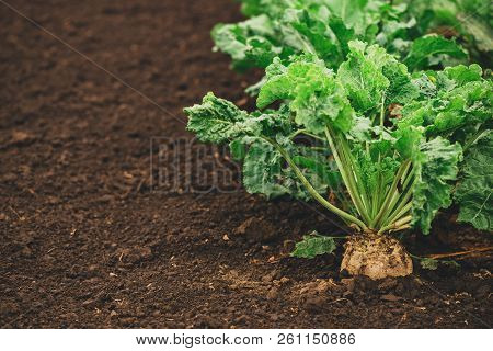 Sugar Beet Root Crop Organically Grown In Cultivated Field