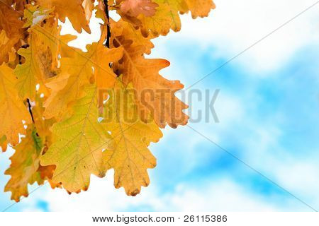 autuman oak leaf, Sky