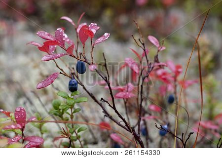 Mature Berries Of Vaccinium Uliginósum In The Autumn Forest. Bog Whortleberry.