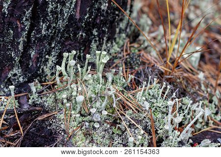 Lichen Cladonia Deformis In Autumn, Close-up. Macro Shooting.