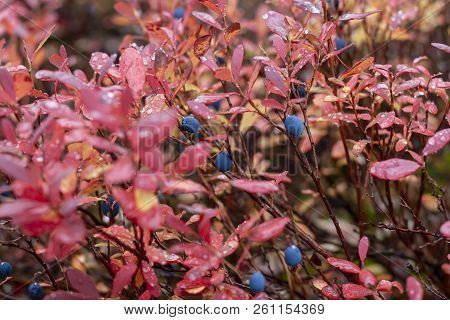 Mature Berries Of Vaccinium Uliginósum In The Autumn Forest. Bog Whortleberry.
