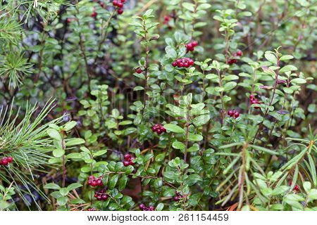 Lingonberry On The Background Of A Lichen.