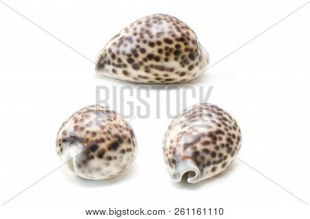 Tiger Cowrie (cypraea Tigris) Seashell Isolated On The White Background
