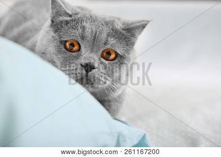 Shorthair British Cat On The Hunt At Home Close-up. A Purebred Gray Cat Is Preparing To Jump For Pre